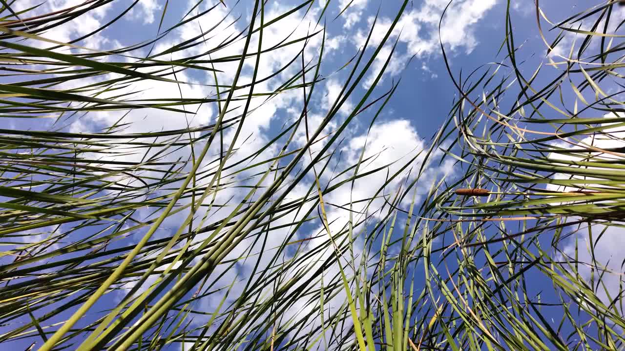 河芦苇和天空。一片高高的草地，天空湛蓝。景色宁静祥和视频下载