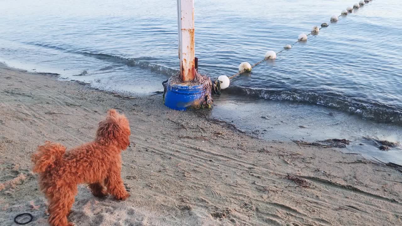 海滩上顽皮的狗视频下载