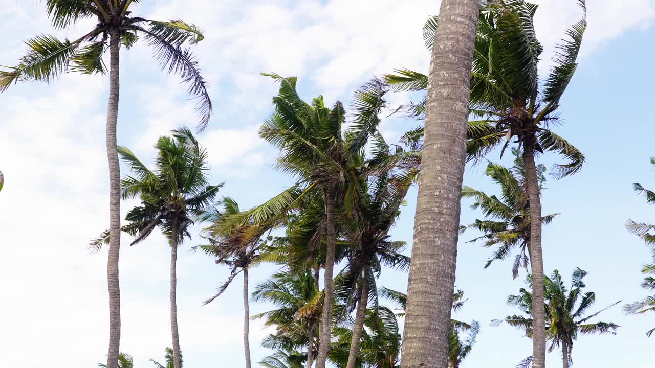 椰树多风的巴厘岛热带天视频素材