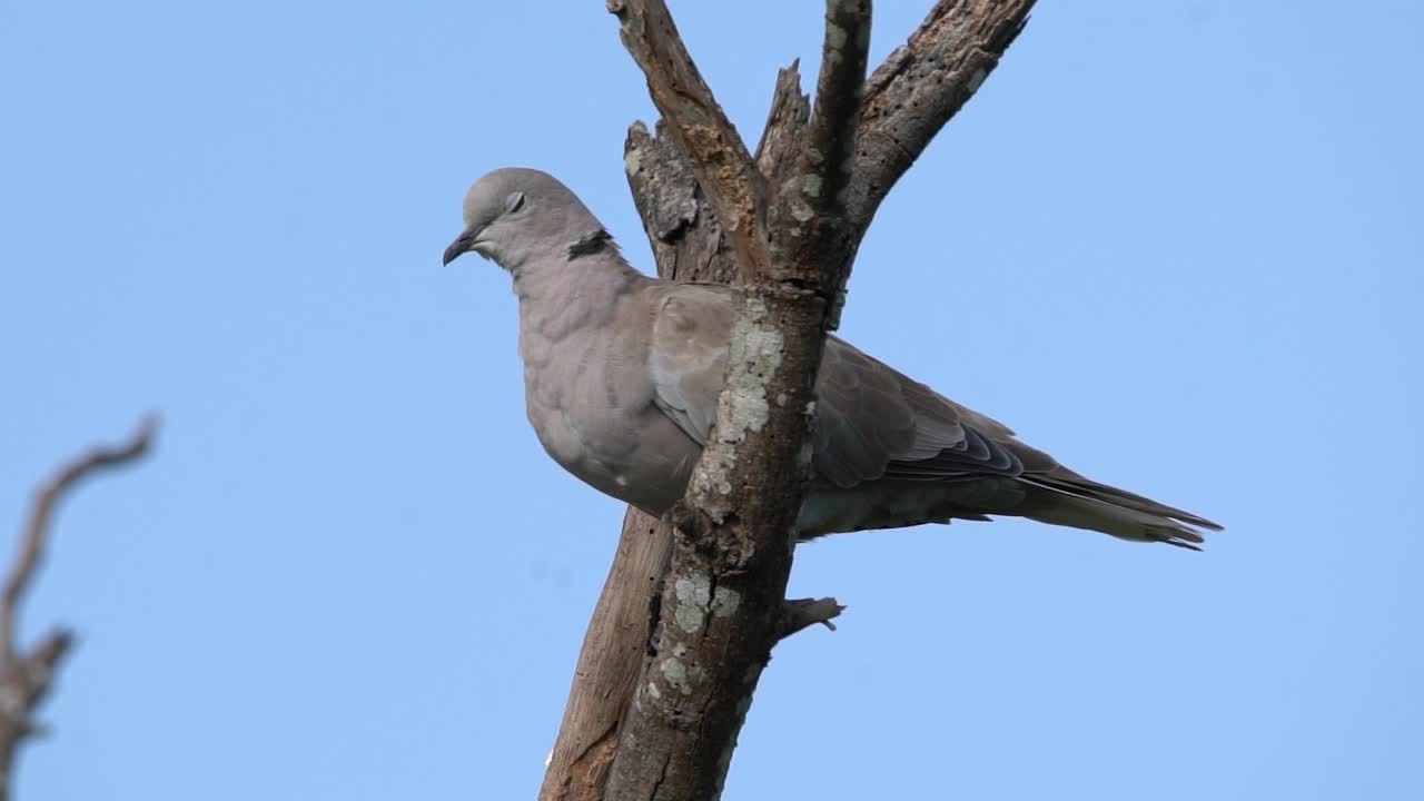 欧亚颈鸽(Streptopelia decaocto)近照视频素材