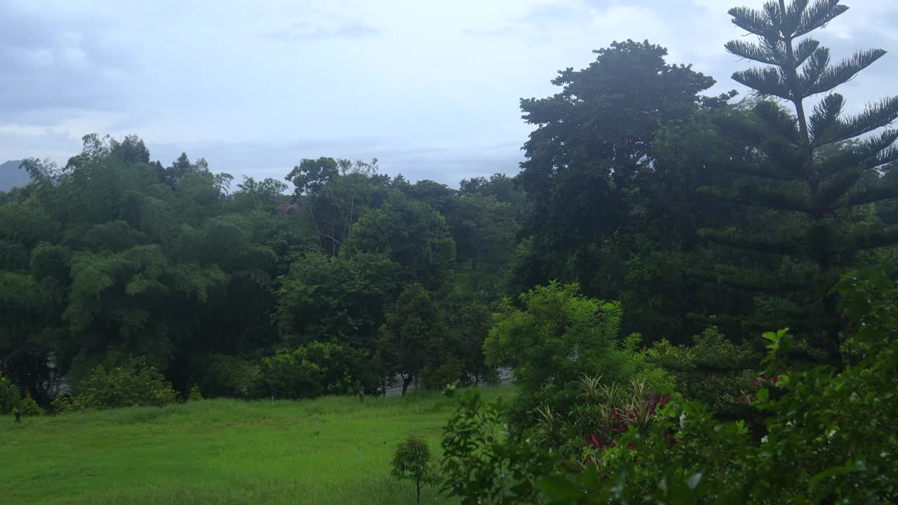 树木在风中飘动，背景中有水滴和雨喷的虚线。概念享受放松的自然。视频下载