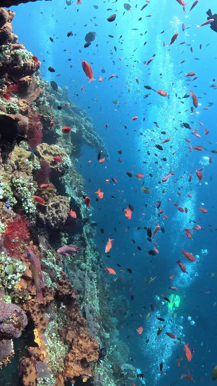 自由海难视频素材