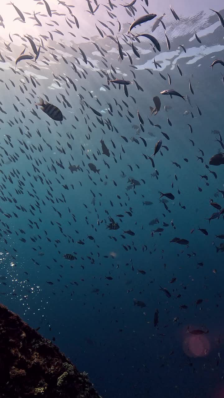 自由海难视频下载