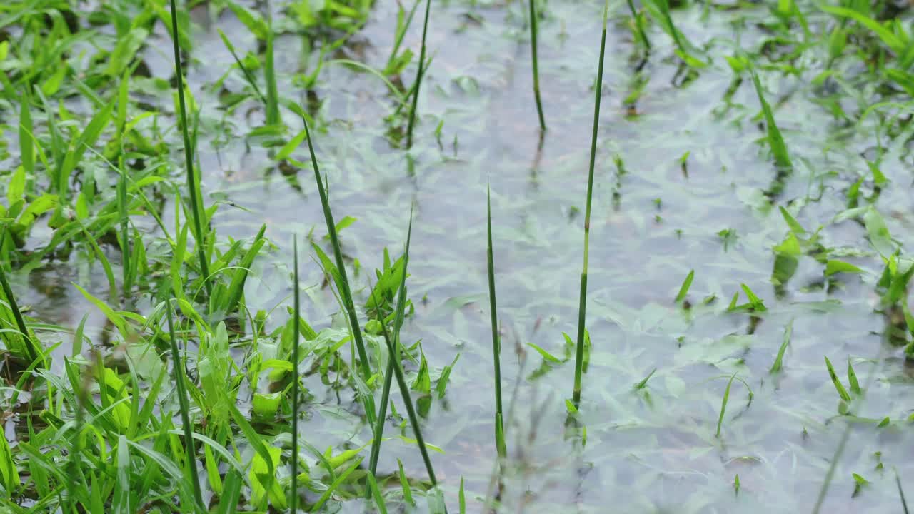 草地上有雨点。模糊的草地背景与水滴和虚线的雨射流在背景。概念享受放松的自然。视频下载