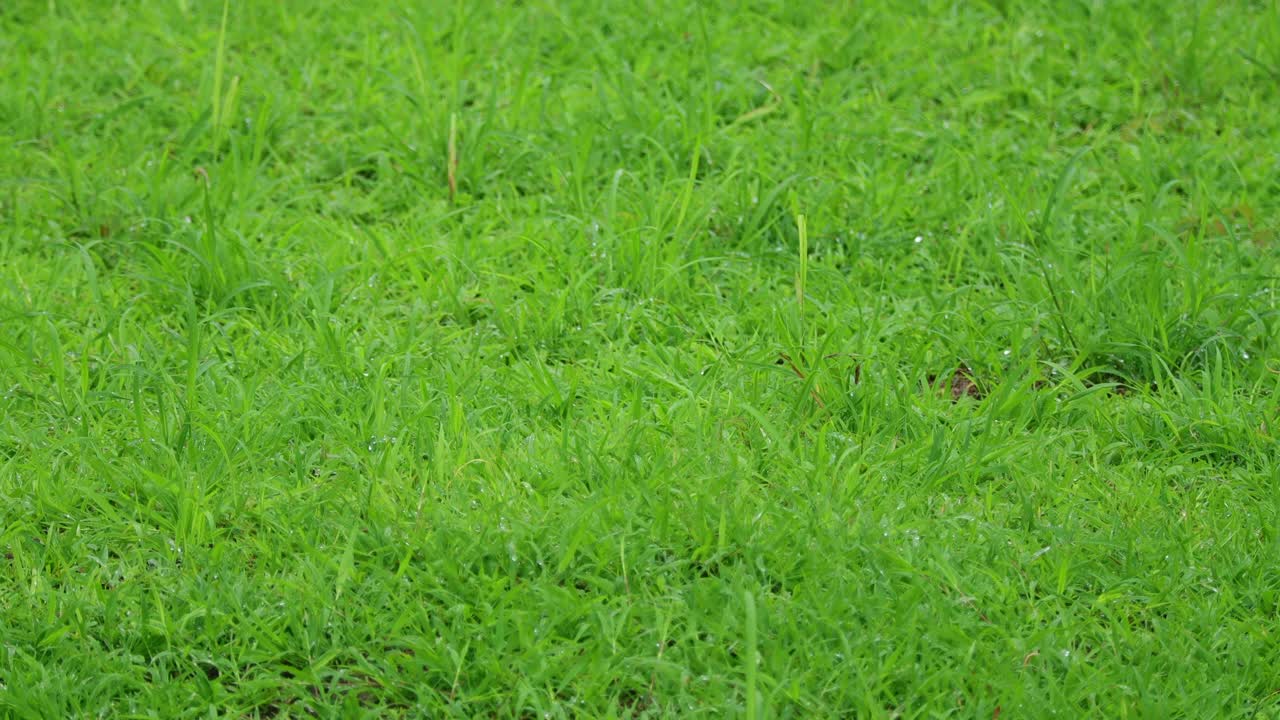 雨点落在草地上，背景中点缀着雨点。概念享受放松的自然。视频下载