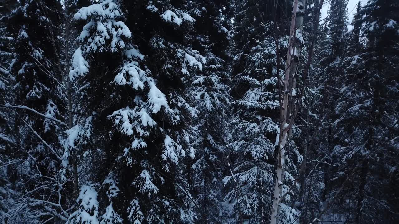 航拍:无人机向后拍摄的美丽白雪覆盖的小木屋在宁静的森林-德纳里国家公园，阿拉斯加视频下载