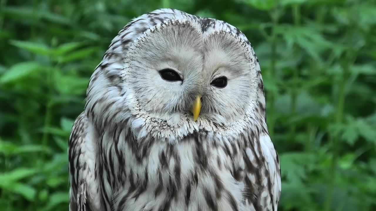 夏季森林中的乌拉尔猫头鹰(Strix uralensis)视频素材