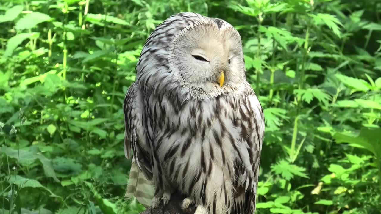 夏季森林中的乌拉尔猫头鹰(Strix uralensis)视频素材