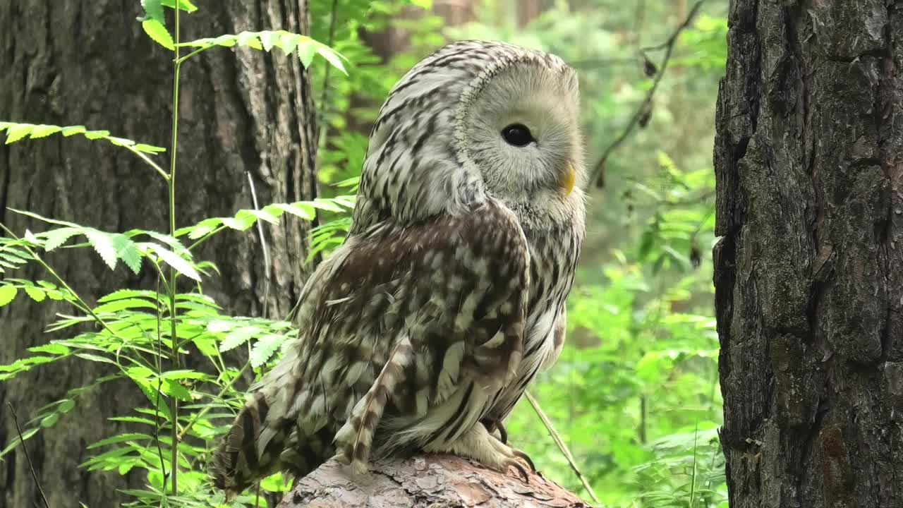 夏季森林中的乌拉尔猫头鹰(Strix uralensis)视频素材