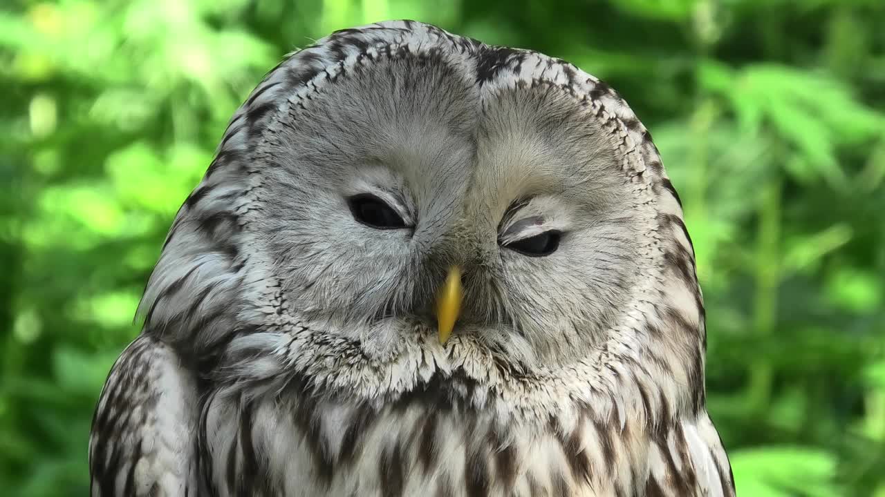 夏季森林中的乌拉尔猫头鹰(Strix uralensis)视频素材