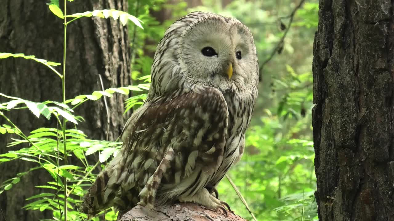 夏季森林中的乌拉尔猫头鹰(Strix uralensis)视频下载