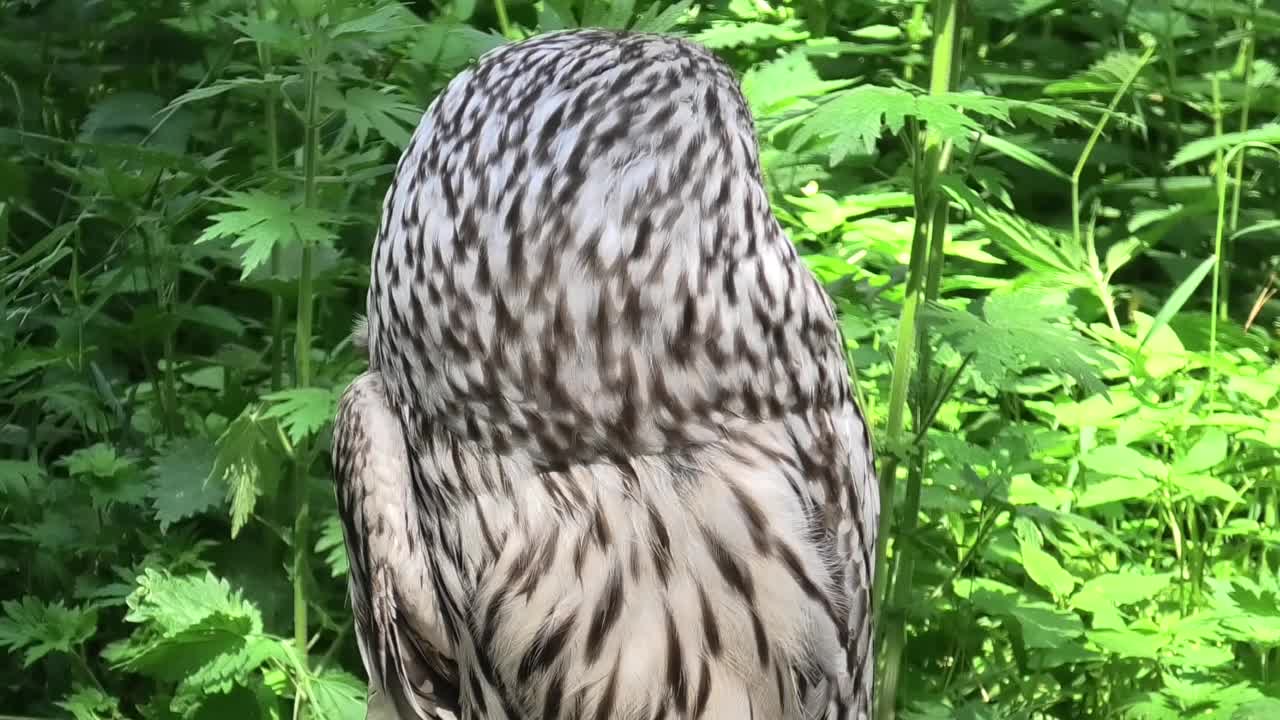 夏季森林中的乌拉尔猫头鹰(Strix uralensis)视频素材