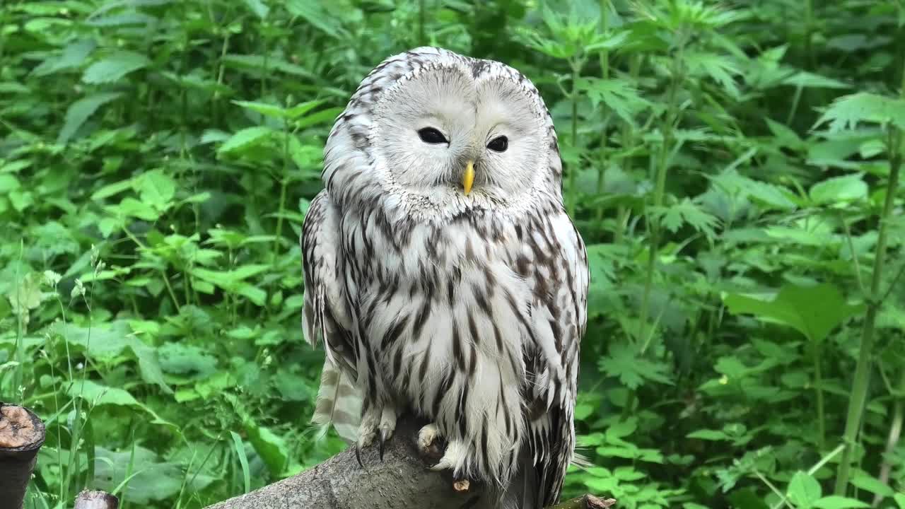 夏季森林中的乌拉尔猫头鹰(Strix uralensis)视频素材