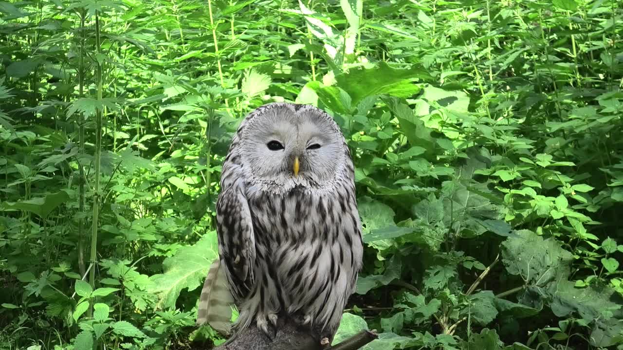 夏季森林中的乌拉尔猫头鹰(Strix uralensis)视频素材