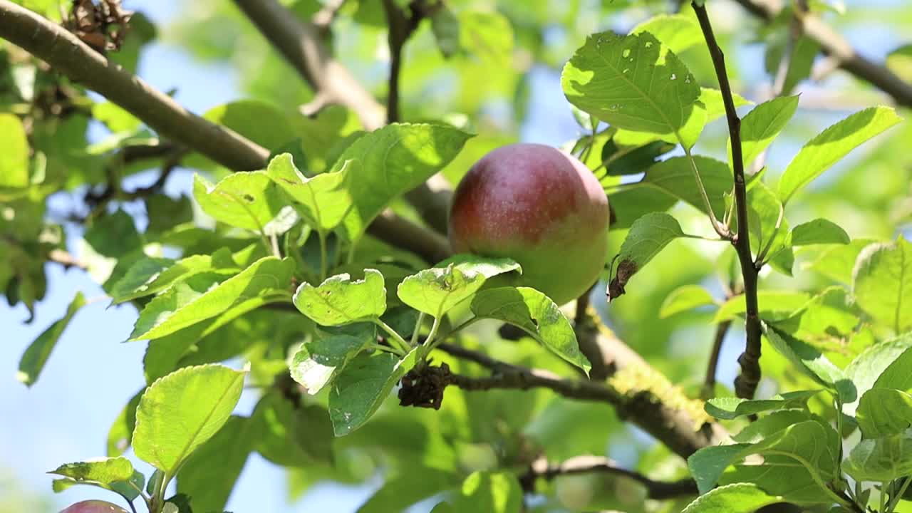 夏天花园里树上的青苹果收获了视频素材