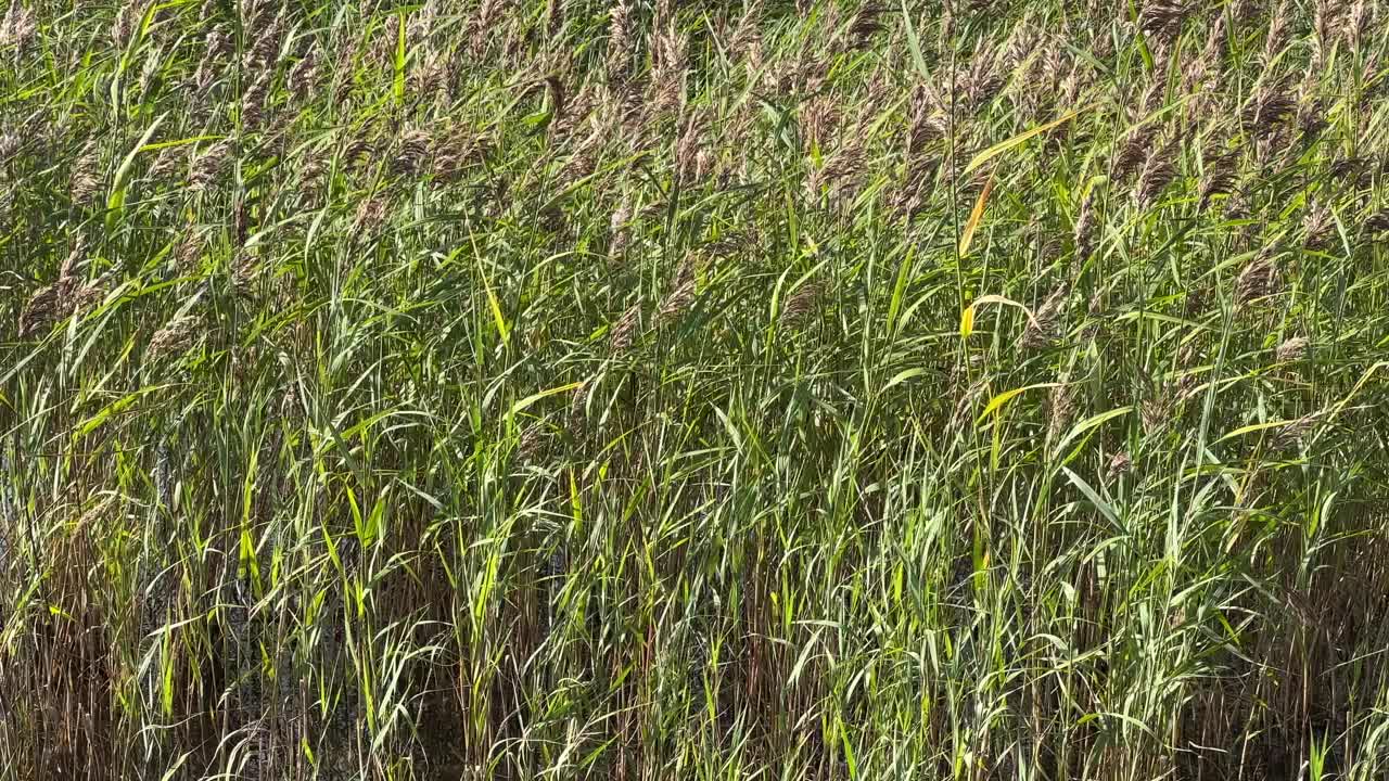 风中常见的芦苇视频下载