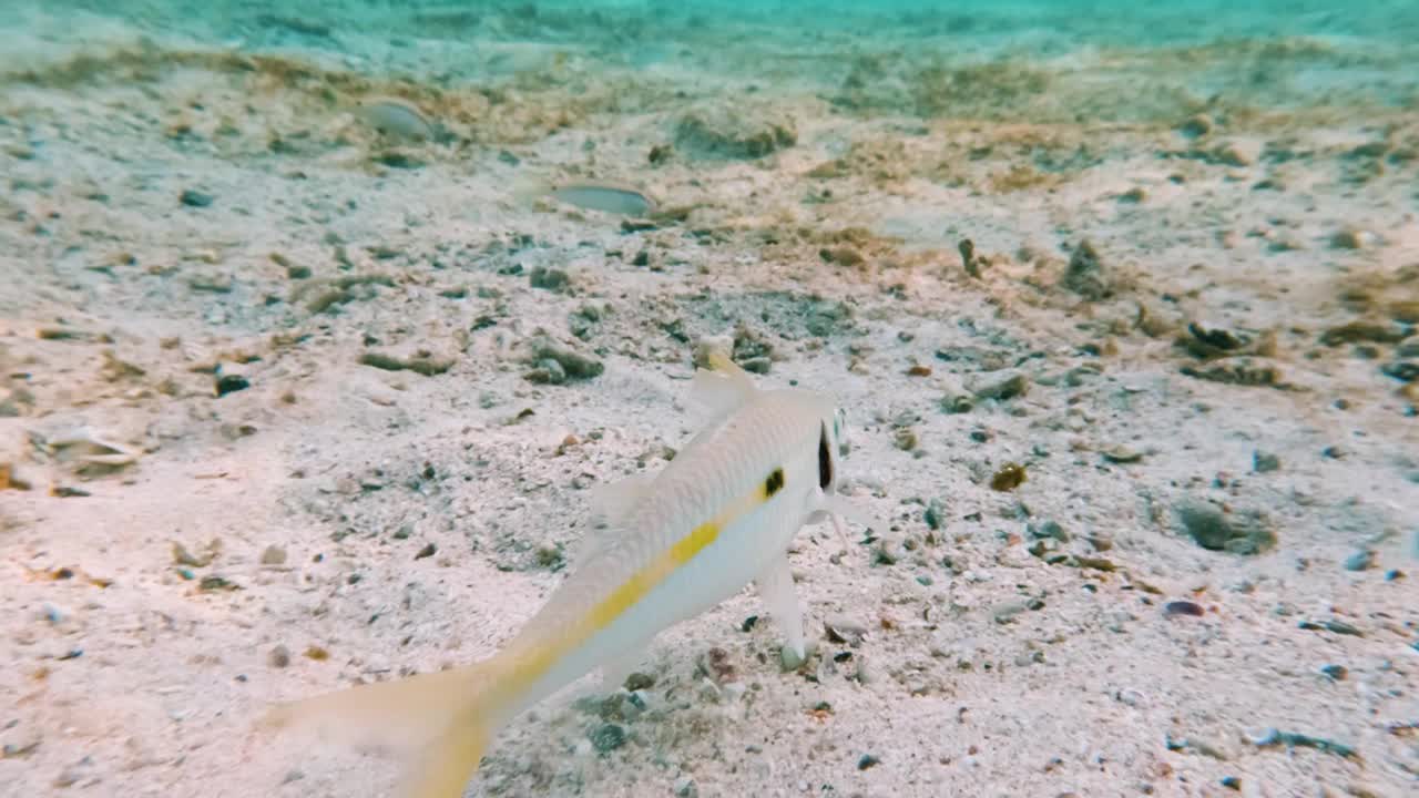 水肺潜水，在埃及红海珊瑚礁浅水区与金山羊鱼一起浮潜，没有人，25%慢动作视频下载