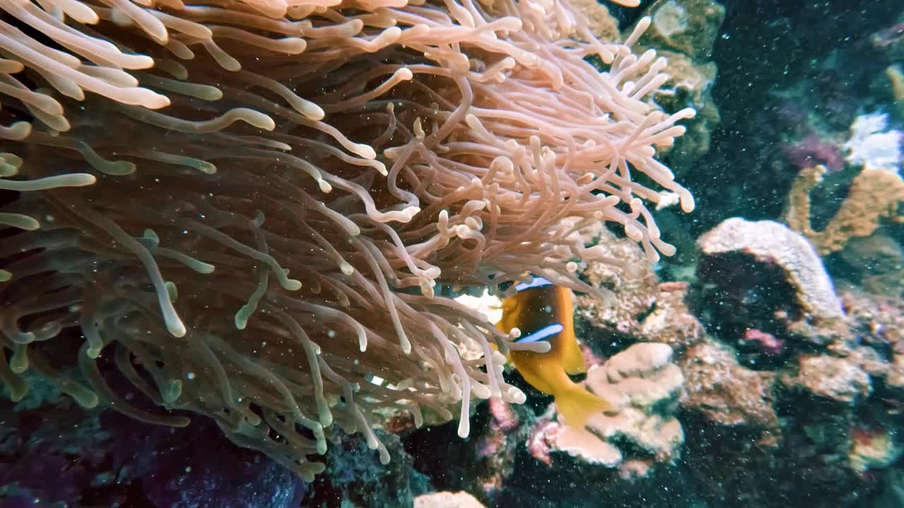 小丑鱼在大海葵里，在埃及红海的珊瑚礁里潜水，没有人，25%慢动作视频素材