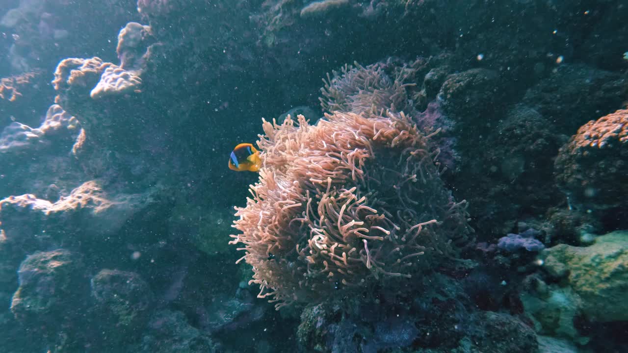 小丑鱼在大海葵里，在埃及红海的珊瑚礁里潜水，没有人，25%慢动作视频素材