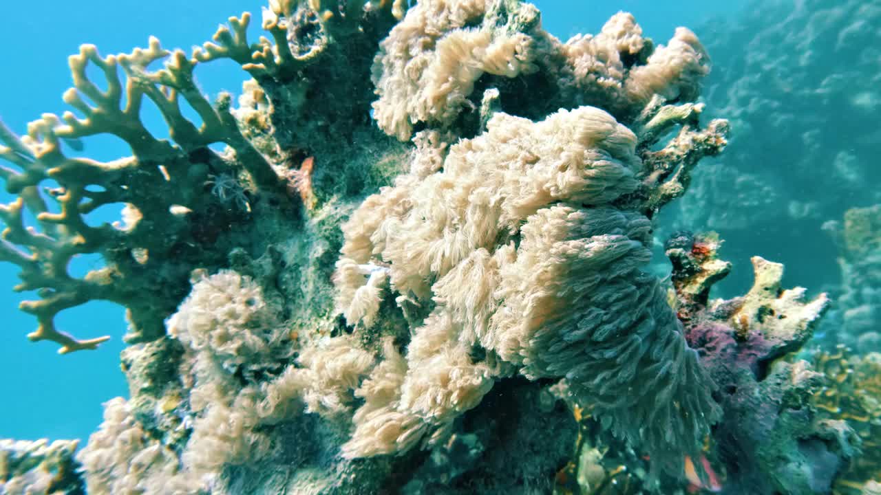 丁香水螅，软珊瑚在洋流中摇摆，在埃及红海的珊瑚礁中，没有人，25%慢动作视频下载