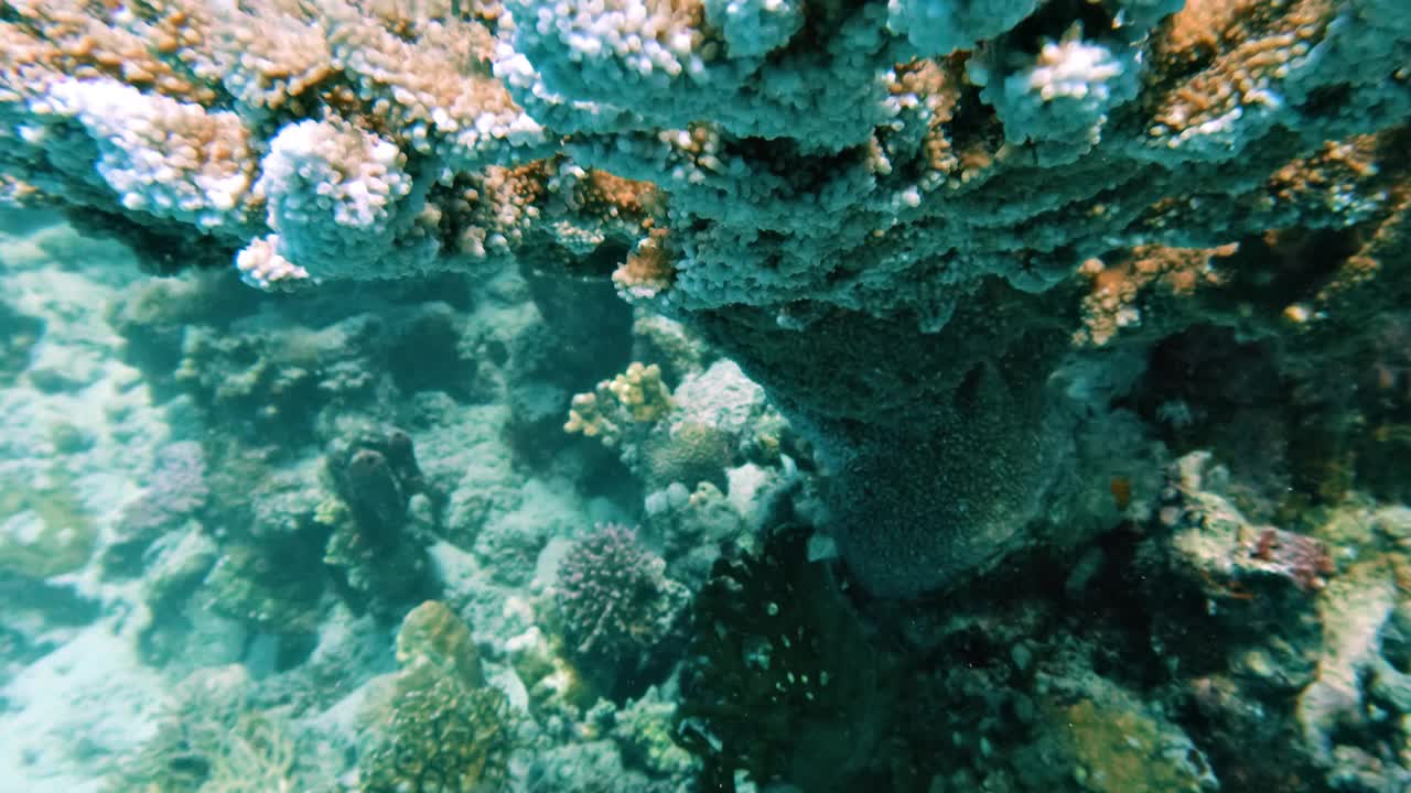 阿拉伯Chromis学校躲在石珊瑚，潜水在一个珊瑚礁在红海在埃及，没有人，宏观，25%慢动作视频素材