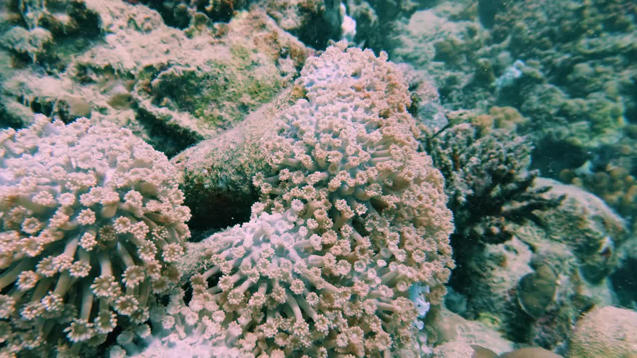 星形珊瑚(Asterospicularia randalli)，在洋流中摇摆的软珊瑚，在埃及红海的珊瑚礁中，没有人，25%慢动作视频素材