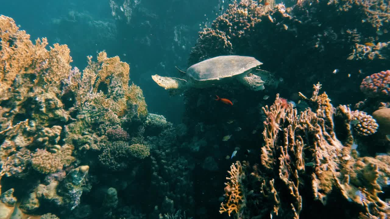 在埃及红海的珊瑚礁里和一只绿海龟一起潜水，没有人，25%的慢动作视频下载