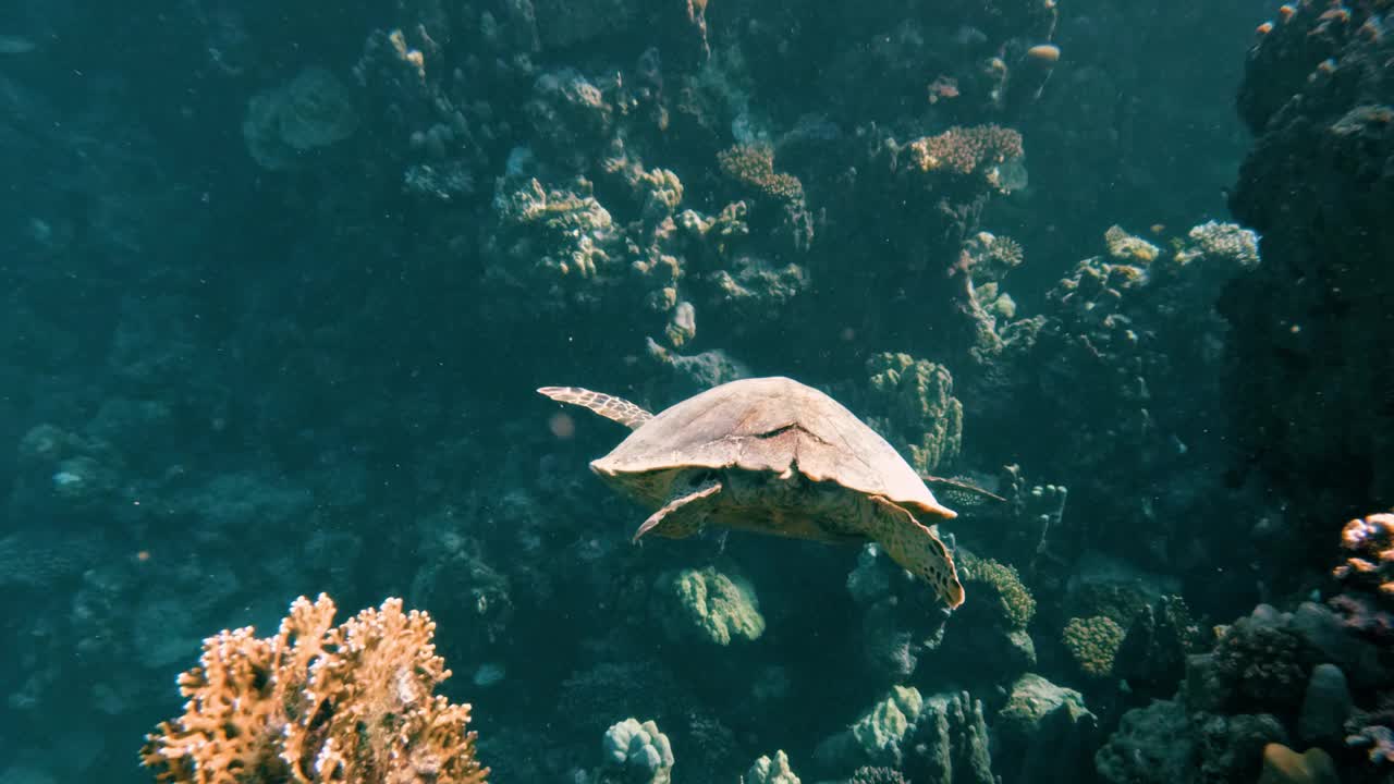 在埃及红海的珊瑚礁里和一只绿海龟一起潜水，没有人，25%的慢动作视频素材