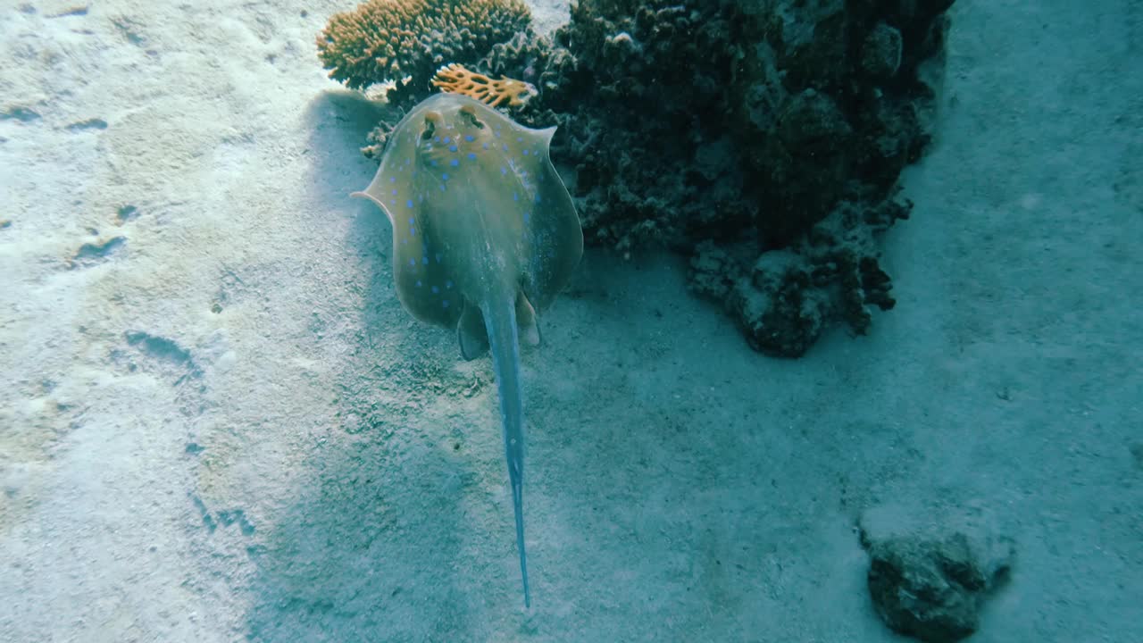 在埃及红海的珊瑚礁里，与蓝斑带尾鳐一起潜水，没有人，25%的慢动作视频下载