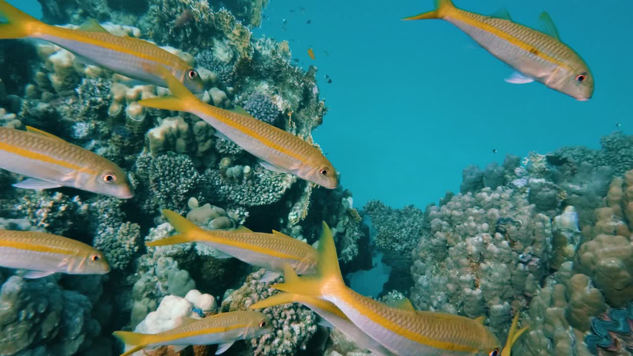 在埃及红海的珊瑚礁里和一群金山羊一起潜水，没有人，25%的慢动作视频下载