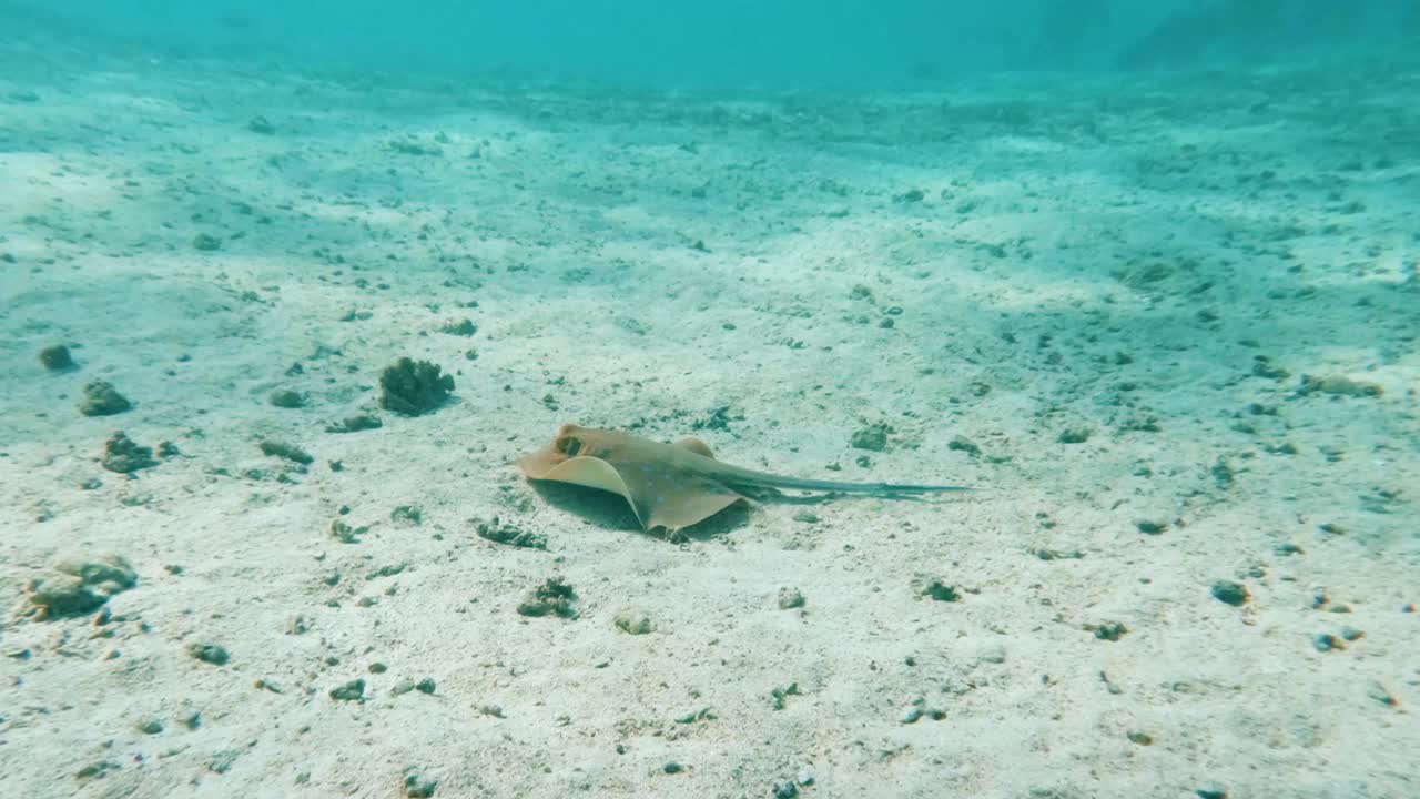 水肺潜水，和蓝斑带尾鳐一起浮潜在埃及红海珊瑚礁的浅水里游泳，没有人，50%是慢动作视频素材