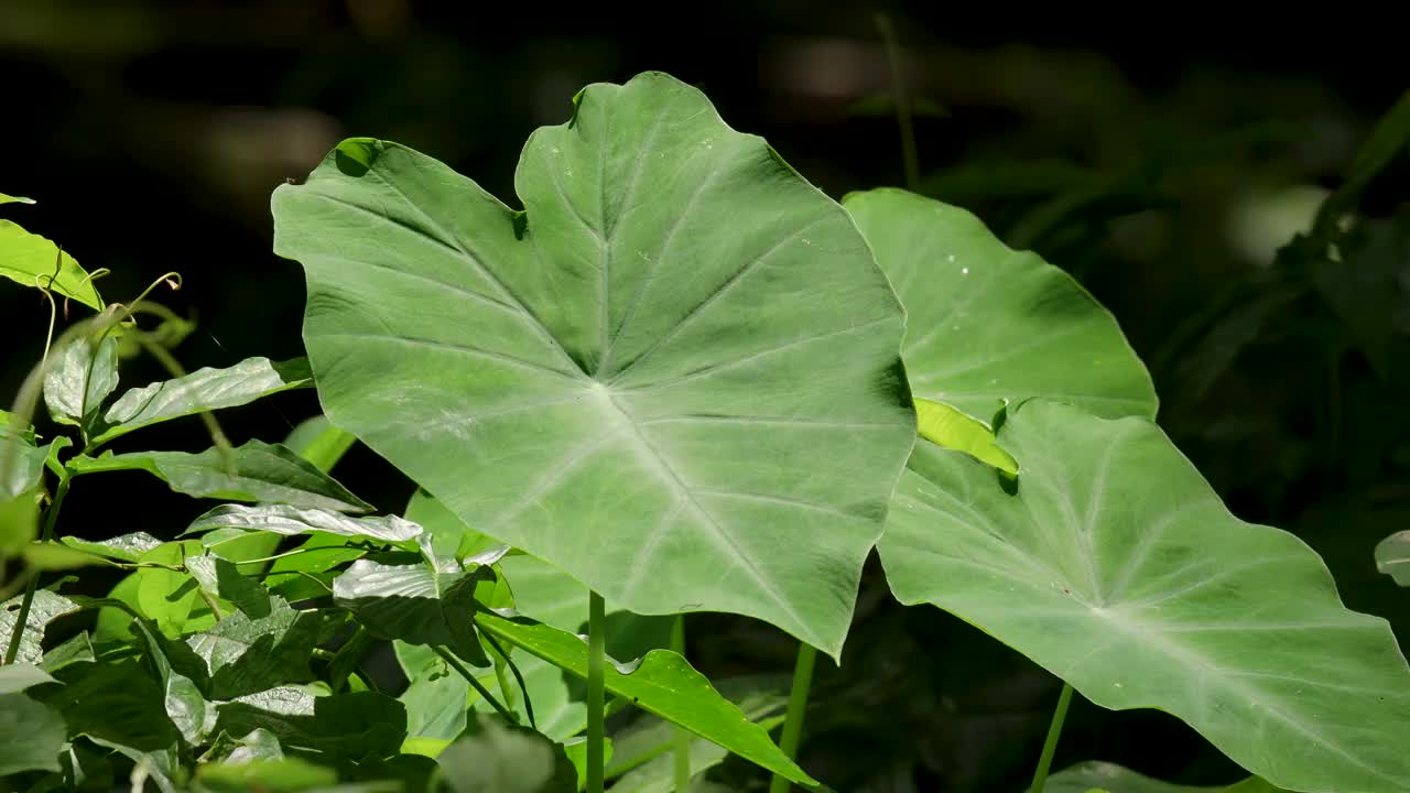 象耳绿叶(大洋洲植物)在森林里。视频下载