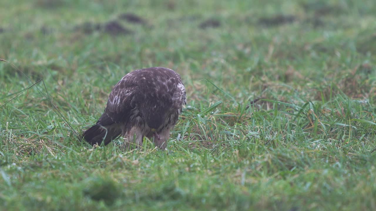 一只普通的秃鹰(Buteo Buteo)在草地上吃着一大块猎物视频下载