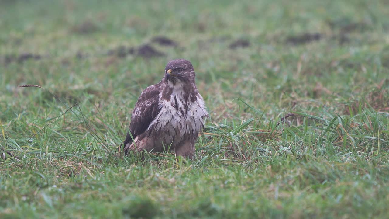 一只普通的秃鹰(Buteo Buteo)向猎物走去视频下载