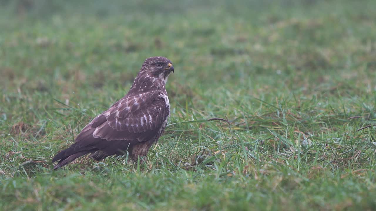 一只普通的秃鹰(Buteo Buteo)穿过草地视频素材