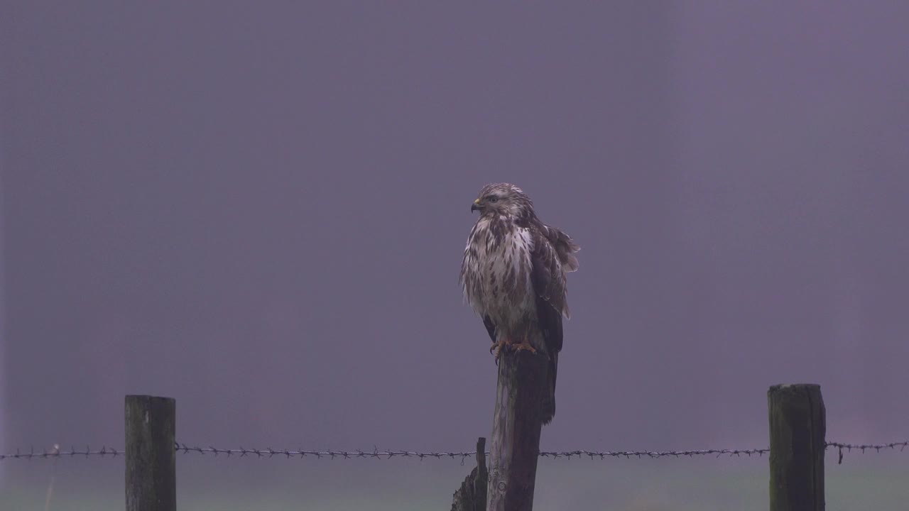 一只普通的秃鹰(Buteo Buteo)在清晨从木杆上寻找猎物视频下载