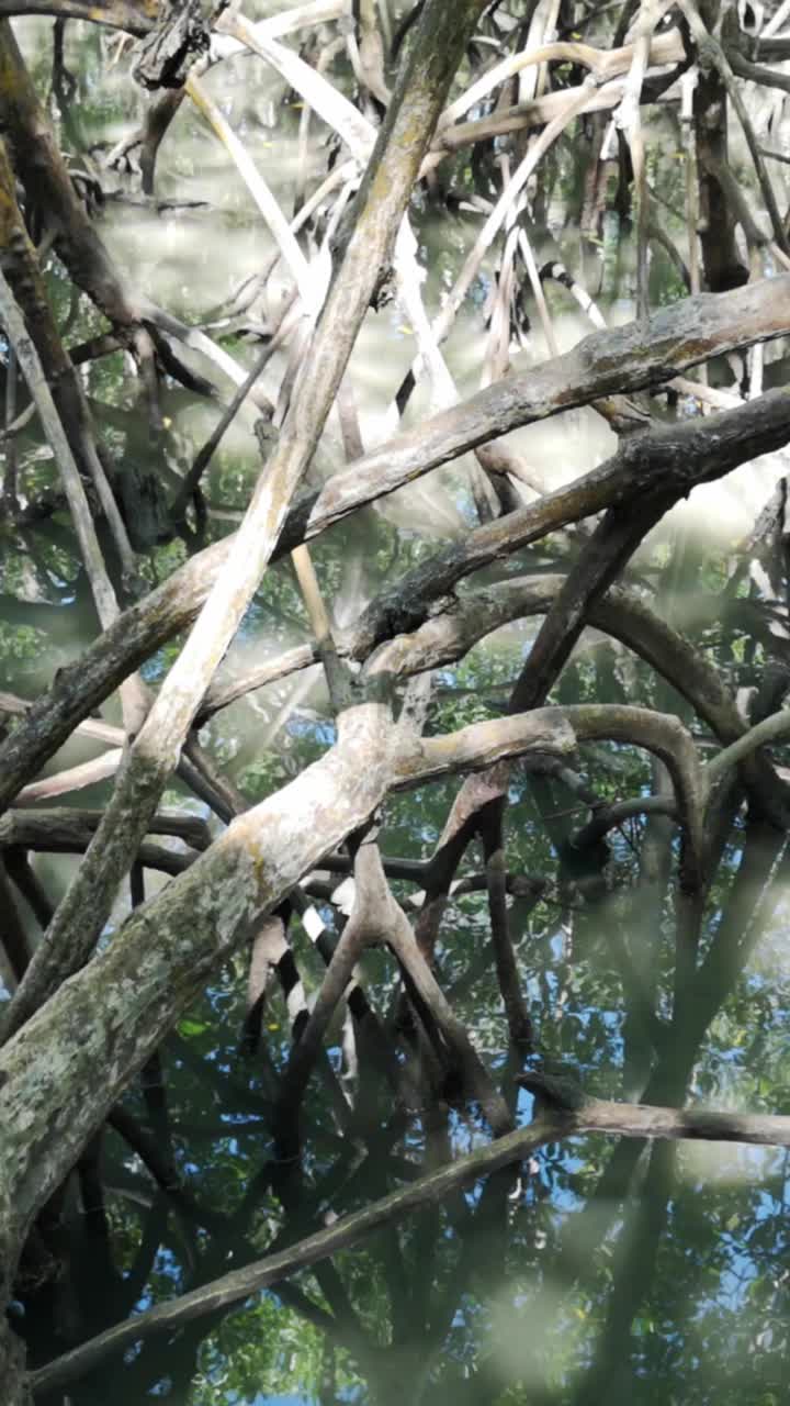 红树林。阳光从红树林的根部照射进来。垂直视频视频下载