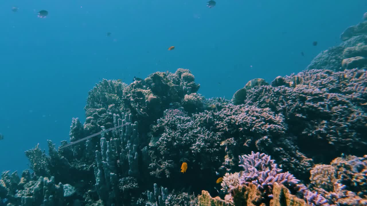 在埃及红海的珊瑚礁里与红角鲨一起潜水，没有人，50%是慢动作视频下载