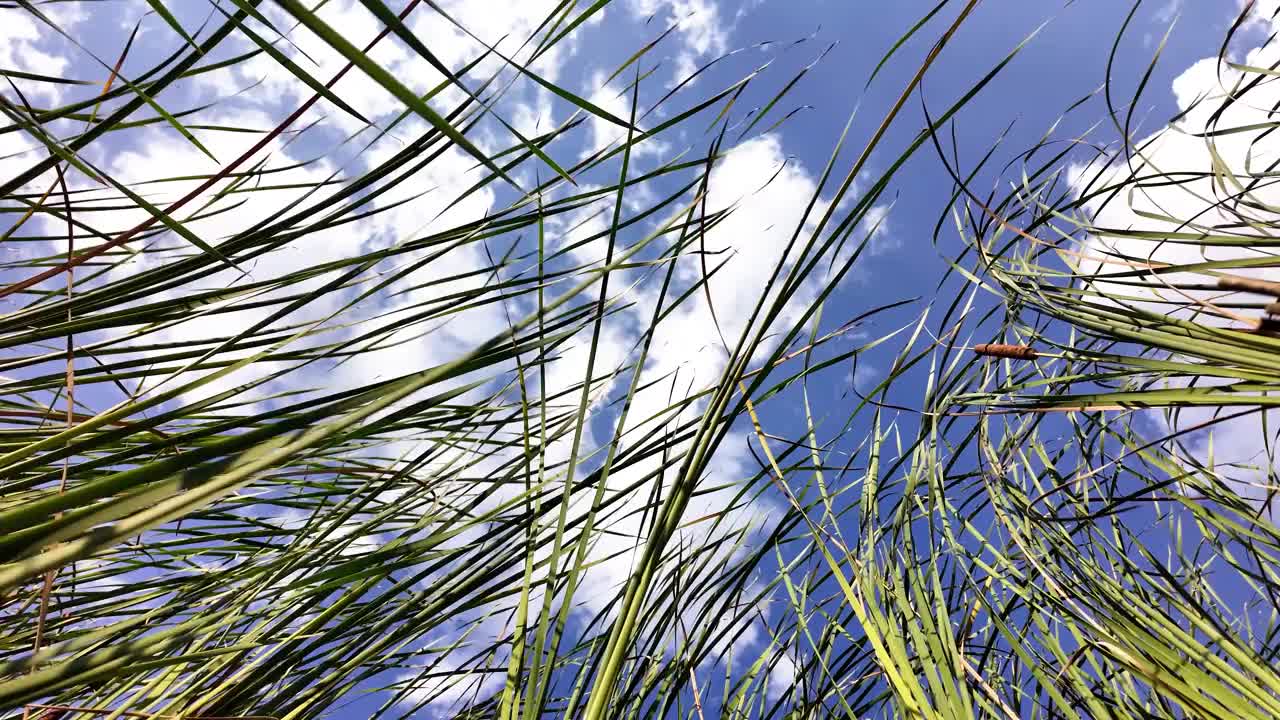 河芦苇和天空。一片高高的草地，天空湛蓝。景色宁静祥和视频素材