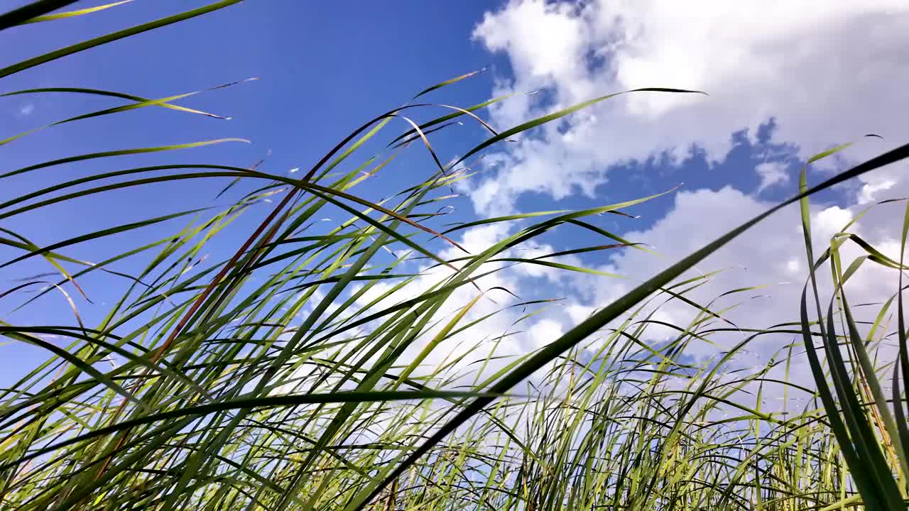 河芦苇和天空。一片高高的草地，天空湛蓝。景色宁静祥和视频下载