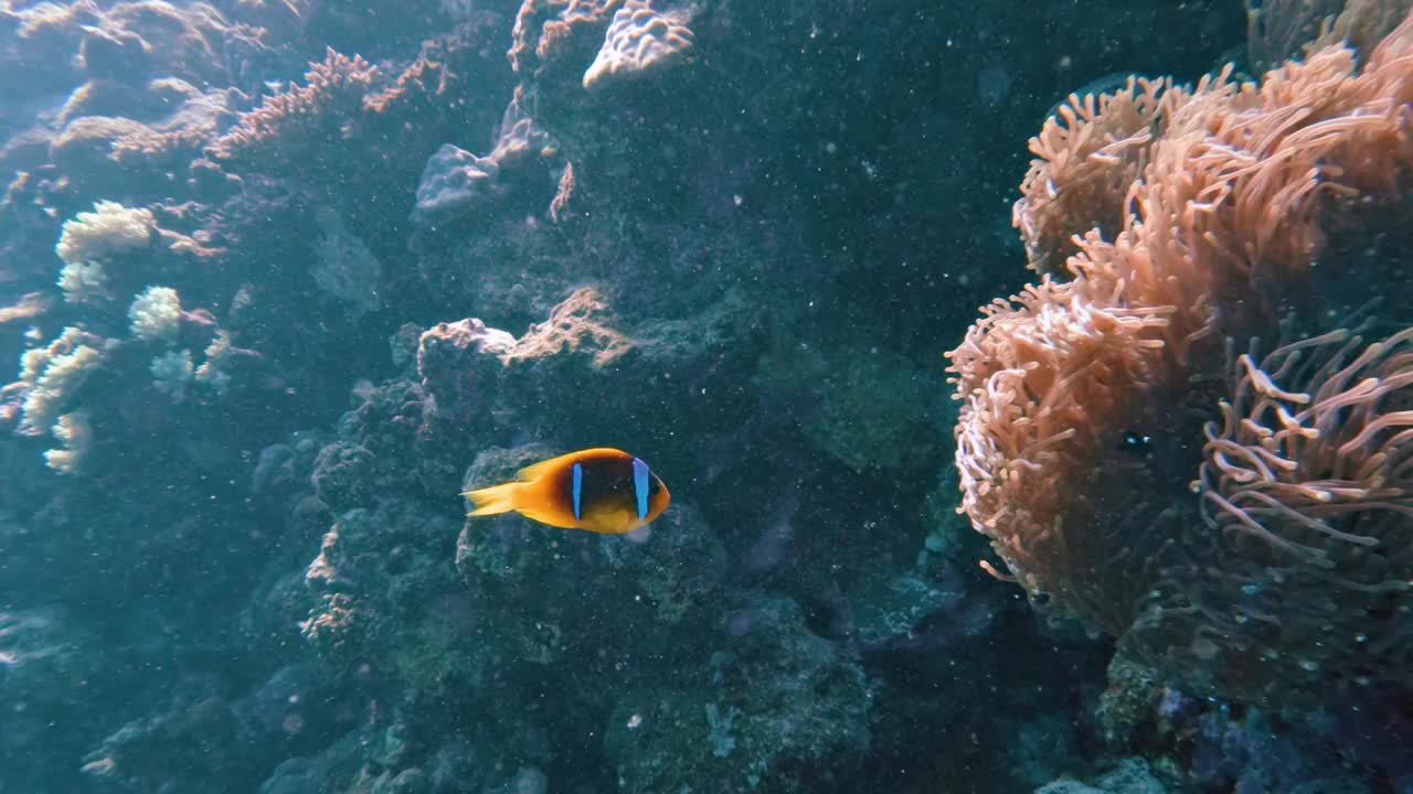 小丑鱼在大海葵里，在埃及红海的珊瑚礁里潜水，没有人，50%慢动作视频下载