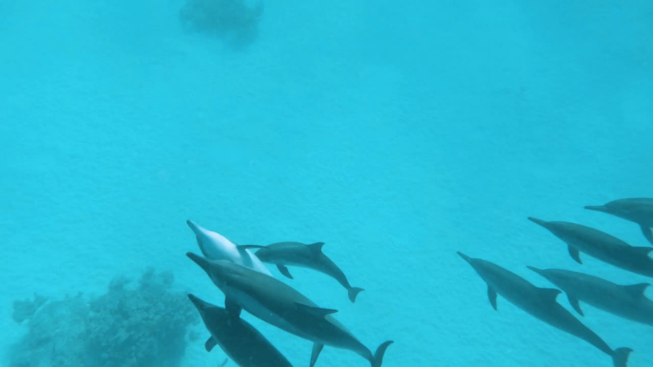 水肺潜水，和一群海豚在埃及红海的珊瑚礁里浮潜，Shaab Samadai，没有人，25%慢动作视频下载