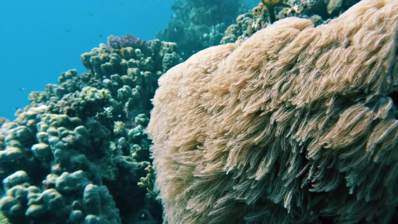 丁香水螅，软珊瑚在洋流中摇摆，在埃及红海的珊瑚礁中，没有人，25%慢动作视频下载