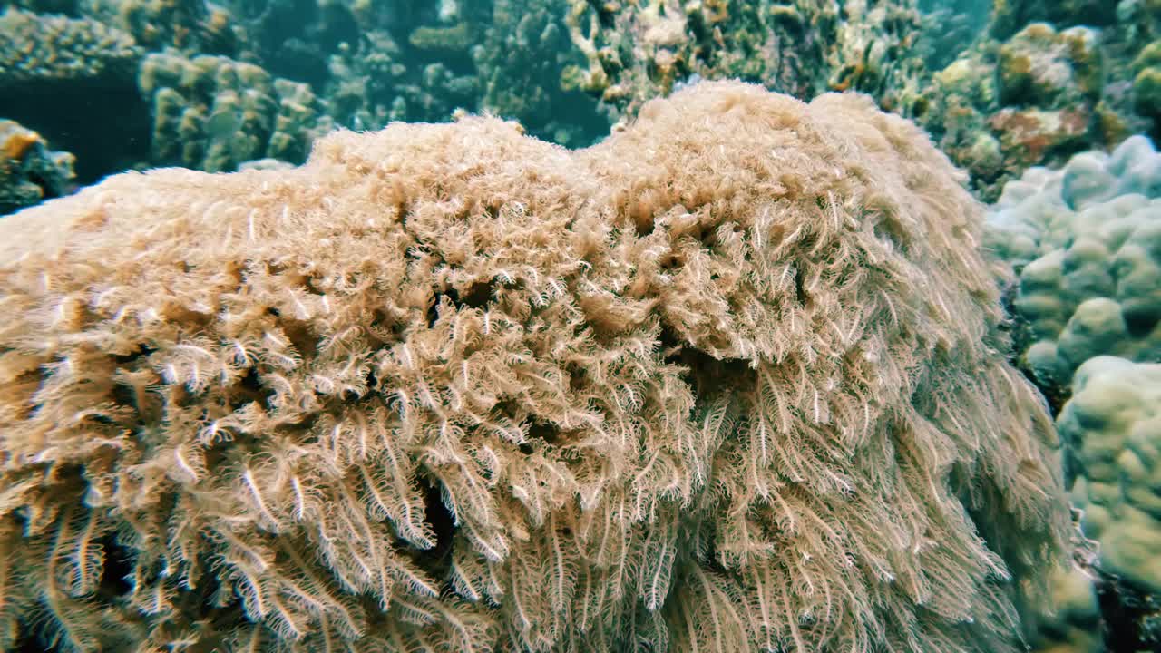 丁香水螅，软珊瑚在洋流中摇摆，在埃及红海的珊瑚礁中，没有人，25%慢动作视频素材