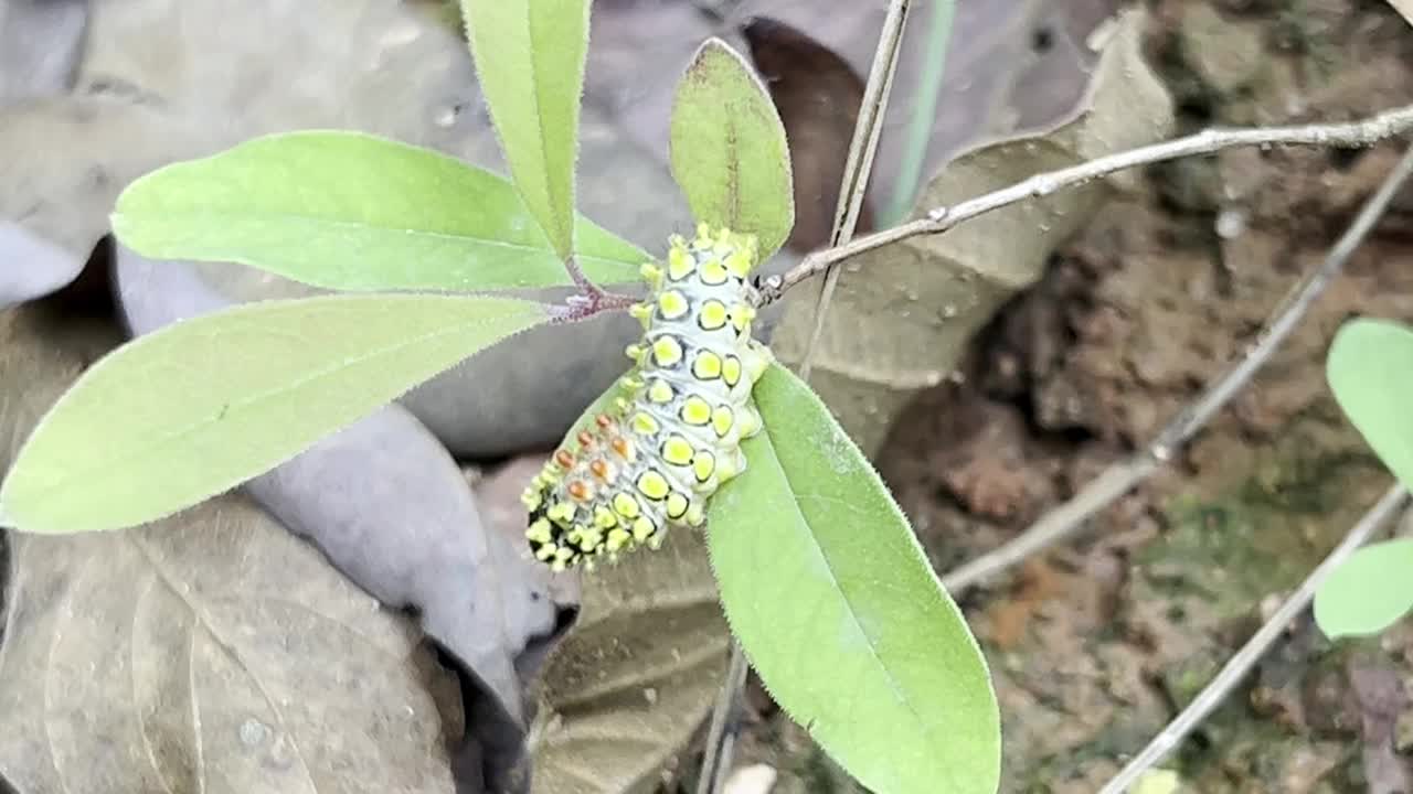 德鲁里的宝石毛虫(Cyclosia papilionaris)视频下载