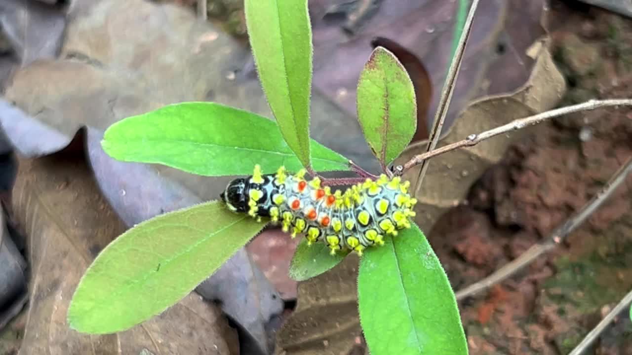 德鲁里宝石毛虫(Cyclosia papilionaris)视频下载