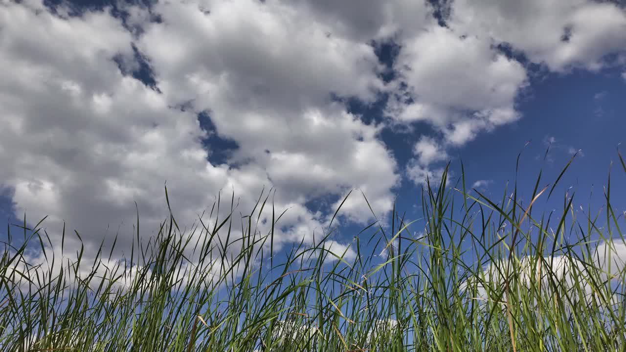 河芦苇和天空。一片高高的草地，天空湛蓝。场景是平和安详的时光流逝视频素材