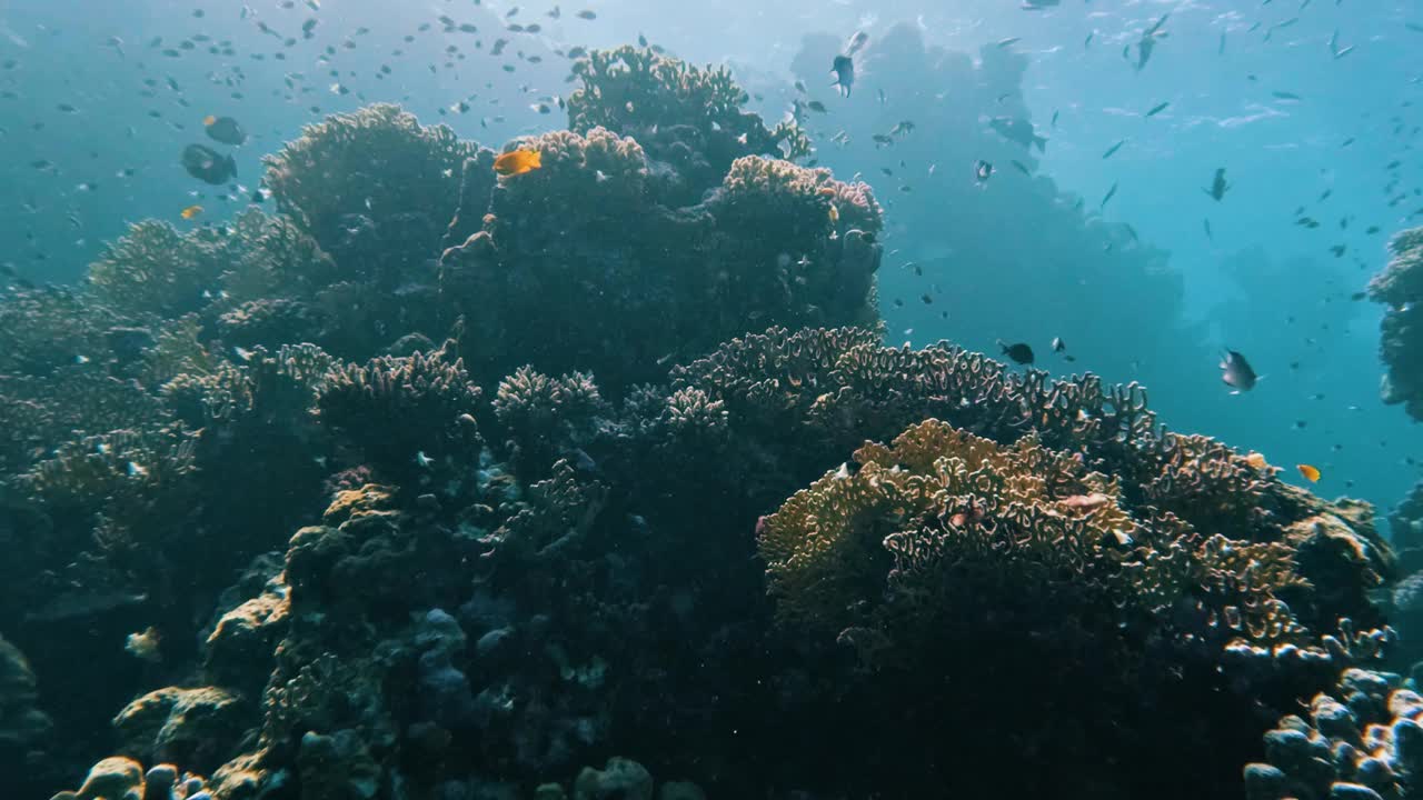 在埃及红海的珊瑚礁潜水，没有人，50%是慢动作视频下载