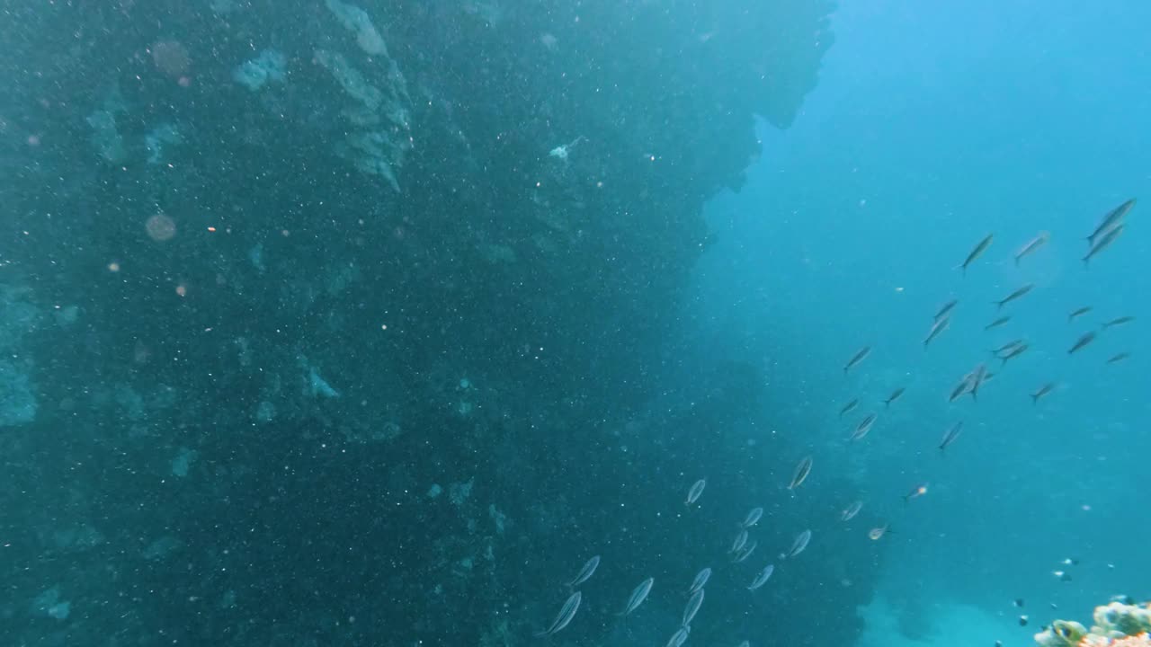 在埃及红海的珊瑚礁里和一群条纹燧发枪鱼和巨大的石斑鱼一起潜水，没有人，50%是慢动作视频下载