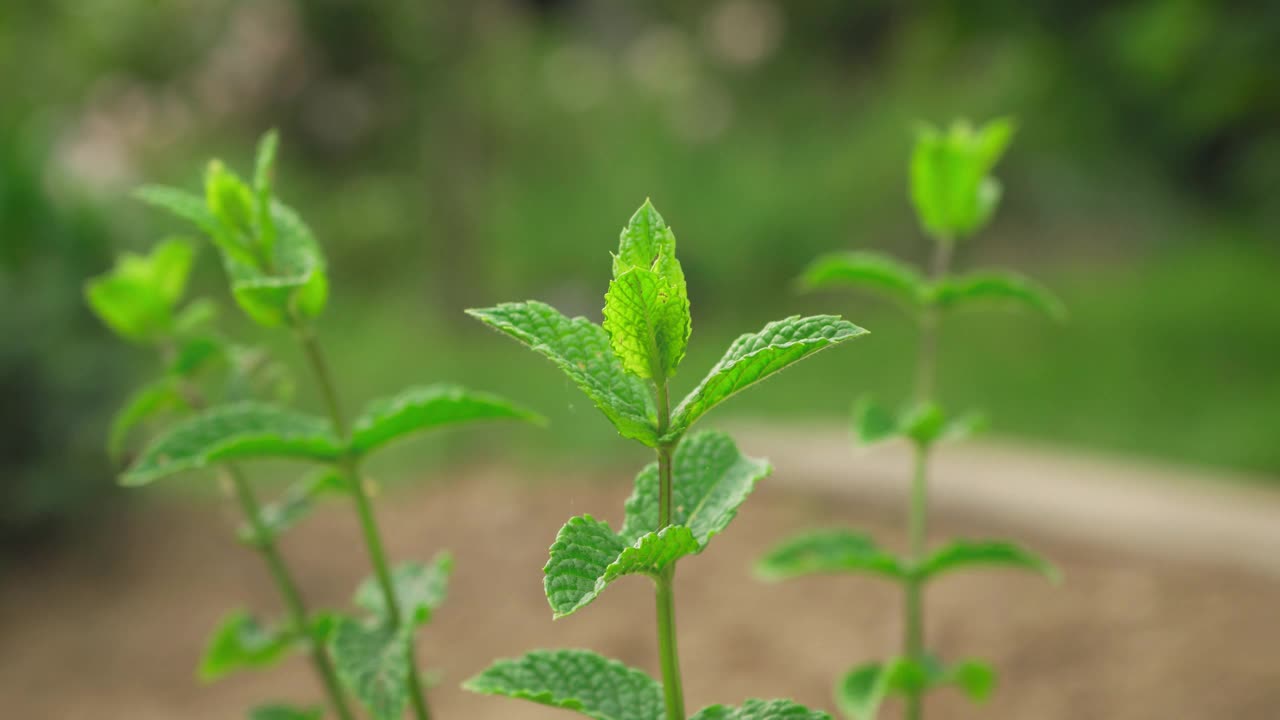 小绿薄荷植物生长在花园里，特写细节模糊的干燥地面背景，浅景深的视频视频下载